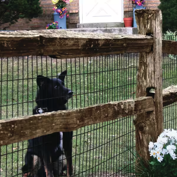welded wire on split rail fence